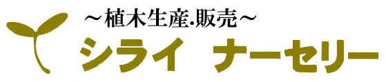 シライナーセリー